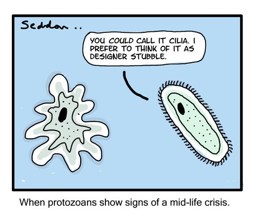 "You could call it cilia. I prefer to think of it as designer stubble."