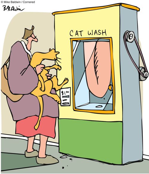 Cat wash.