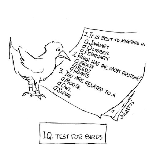 IQ test for birds.