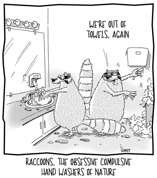 Raccoons, the obsessive compulsive hand washers of nature.