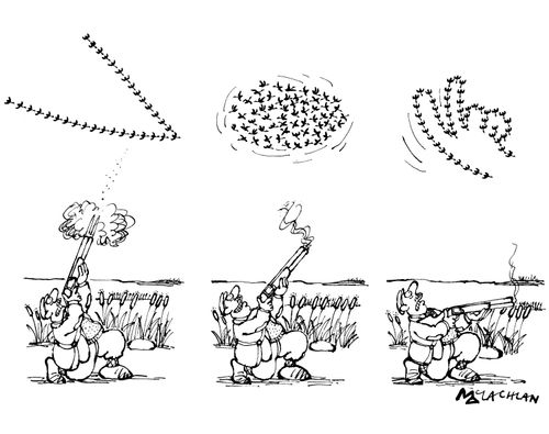 Birds form formation of 'up-yours' V-sign to man trying to shoot them.
