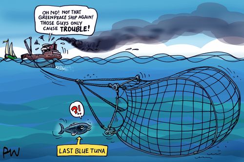 Last Blue Tuna.