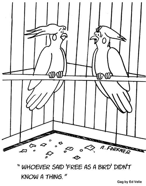'Whoever said 'Free As A Bird' didn't know a thing.'