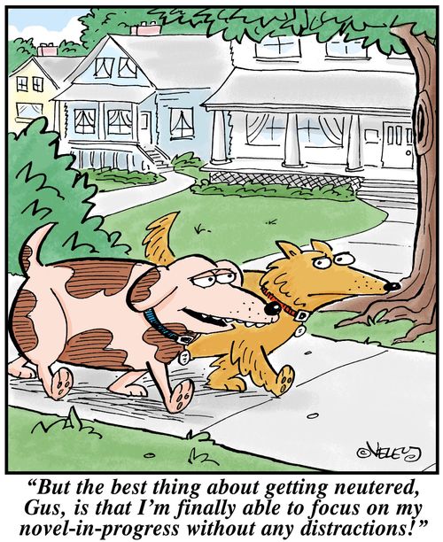 "But the best thing about getting neutered, Gus, is that I'm finally able to focus on my novel-in-progress without any distractions!"