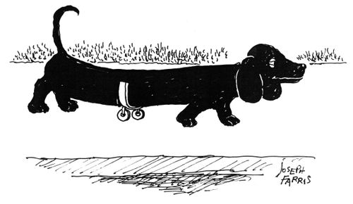 Dachshund with wheels round tummy.