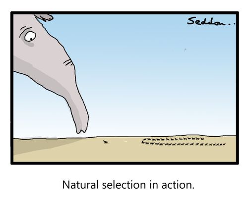 "Natural selection in action."