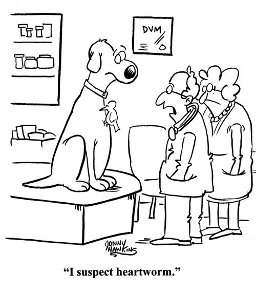 Vet to owner about dog with bird at chest: 'I suspect heartworm.'