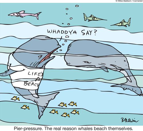 Pier-pressure. The real reason whales beach themselves.