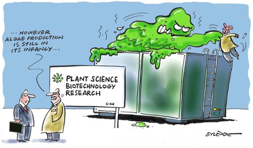 '...However Algae production is still in its infancy...'