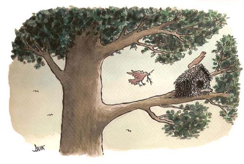 Birds Building House