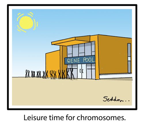 Leisure time for chromosomes.