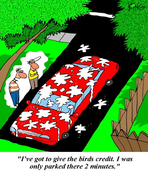 'I've got to give the birds credit,  I was only parked there 2 minutes,'