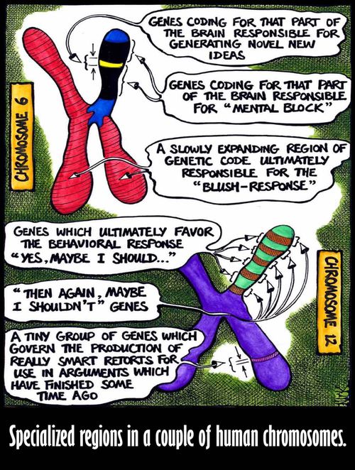 Specialized regions in a couple of human chromosomes.