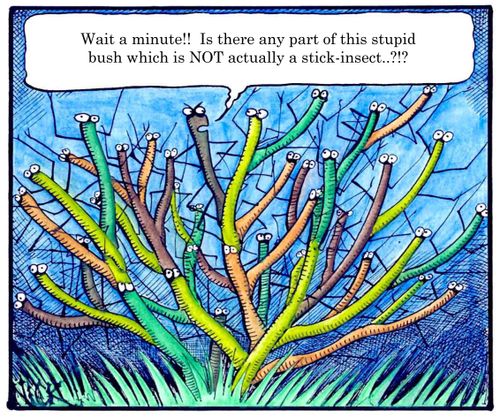 'Wait a minute - is there any part of this stupid bush which is NOT actually a stick insect?'