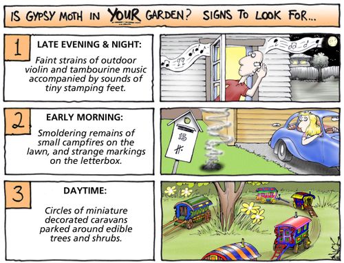 Is Gypsy Moth in Your Garden?