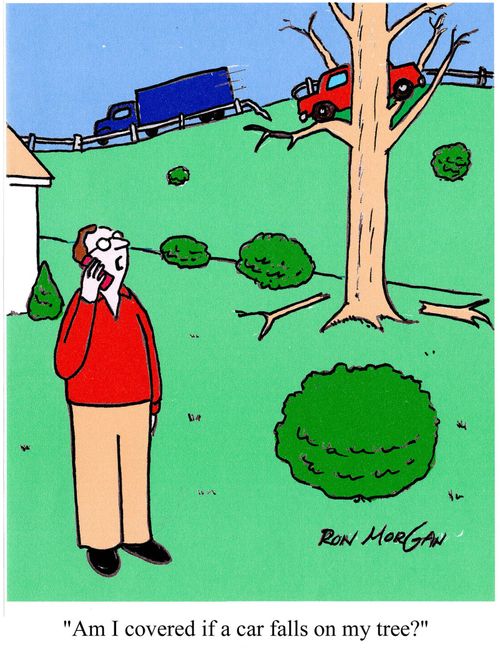 'Am I covered if a car falls on my tree?'