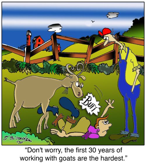 Don't worry, the first 30 years of working with dairy goats are the hardest.