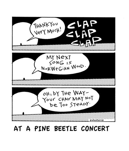 At a pine beetle concert.