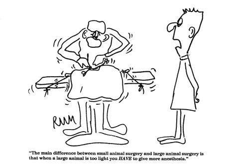 'The main difference between small animal surgery and large animal surgery...'