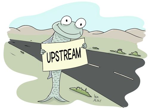 Hitch-hiking salmon