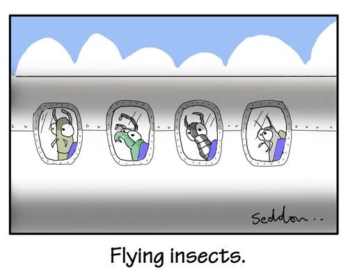 Flying insects