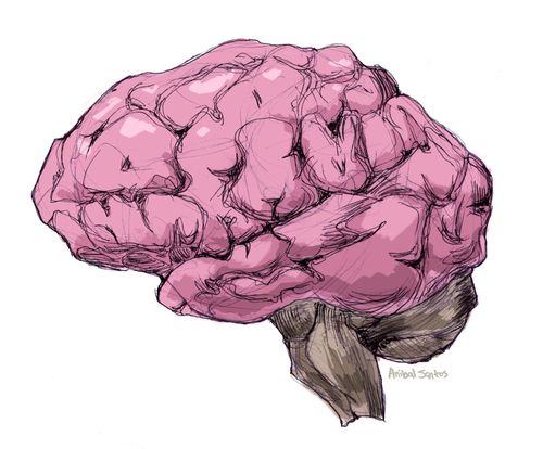 Human Brain