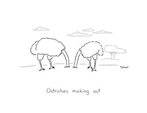 Ostriches making out