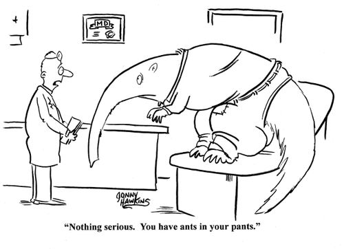 Doctor to aardvark: 'Nothing serious. You have ants in your pants.'