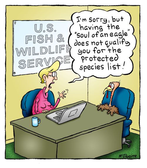 'I'm sorry, but having the 'soul of an eagle' does not qualify you for the protected species list!'