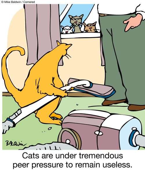 Cats are under tremendous peer pressure to remain useless.