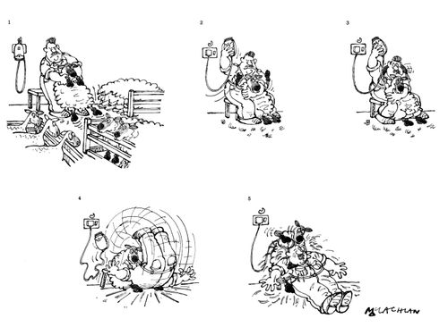 Sheep reverses roles in the shearing process.