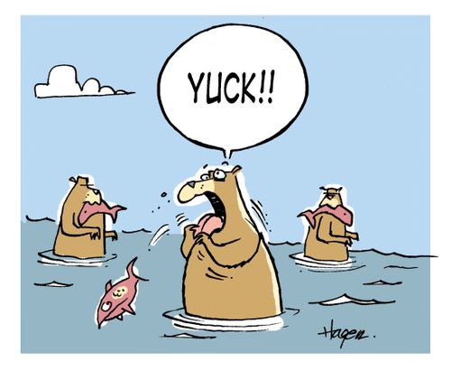 'YUCK!!' - Bear dislikes the taste of fish.