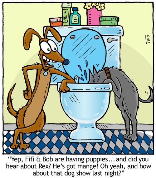 Water cooler talk - dogs drinking from toilet.
