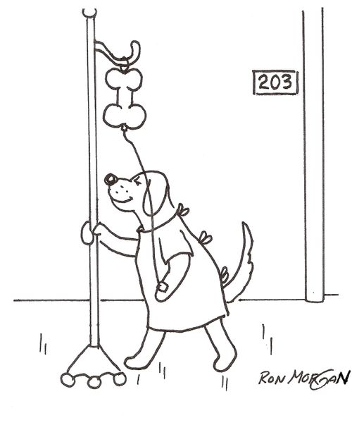 Dog in hospital pushes bone-shaped IV,