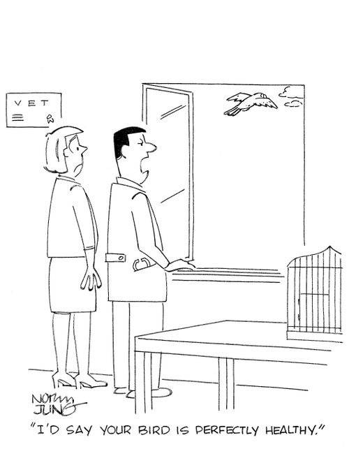 'I'd say your bird is perfectly healthy.'