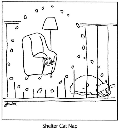 Shelter Cat Nap