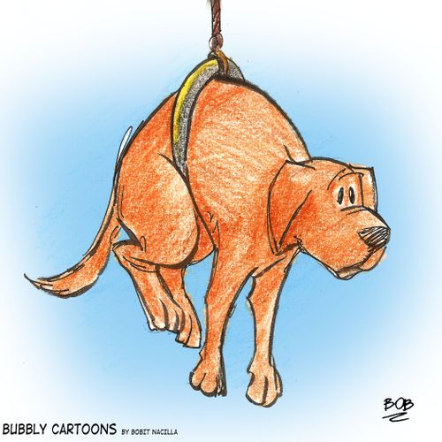 Hang Time Fido
