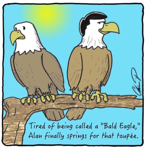 Tired of being called a 'Bald Eagle,' Alan finally springs for that toupee.