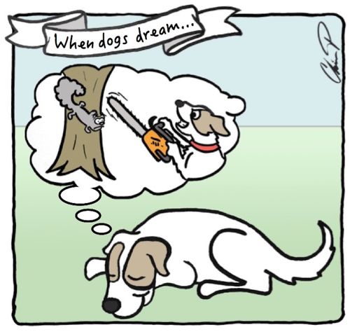When dogs dream...