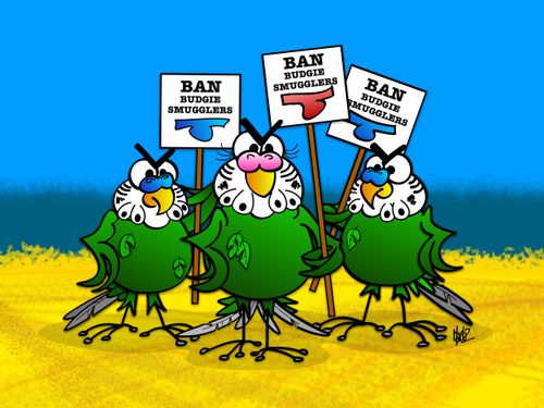 Ban budgie smugglers