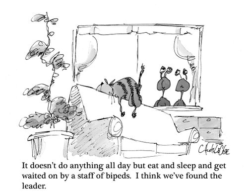 "It doesn't do anything all day but eat and sleep and get waited on by a staff of bipeds. I think we've found the leader."
