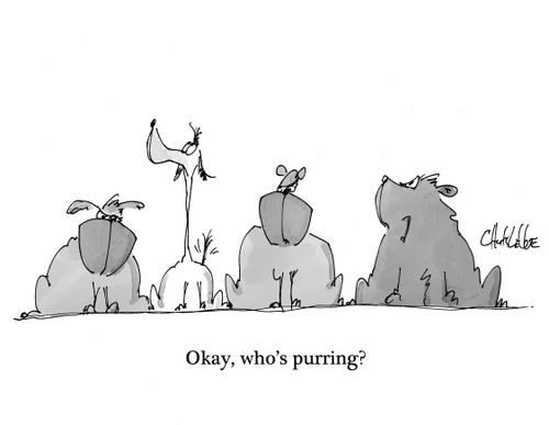 "Okay, who's purring?"
