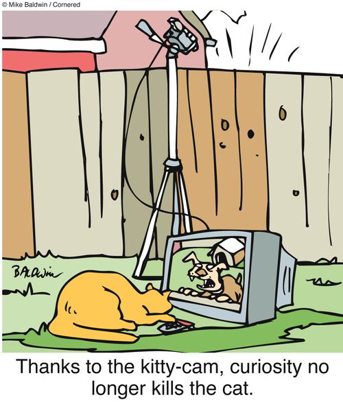 Thanks to the kitty-cam, curiosity no longer kills the cat.