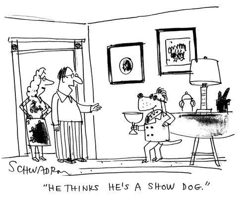 'He thinks he's a show dog.'
