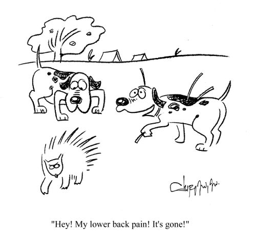 Dog with lower back pain