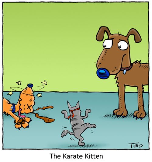 The Karate Kitten.