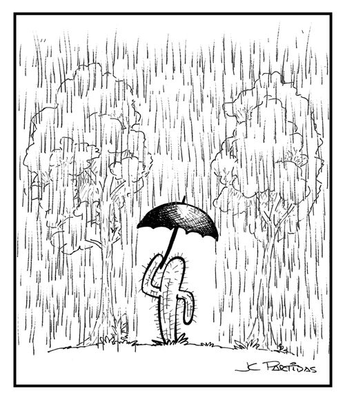 Cactus Uses An Umbrella When Raining.