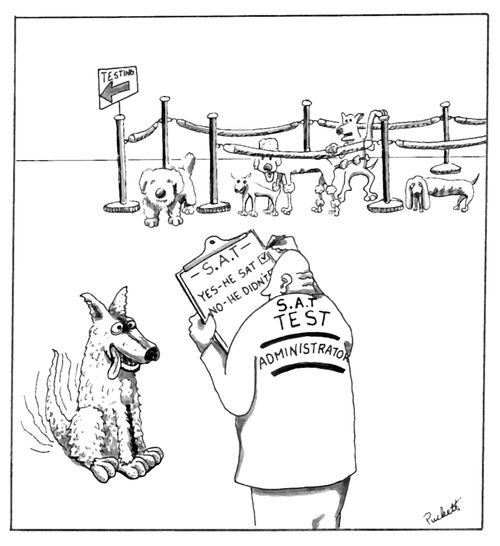 Dogs are in line waiting to take the 'S.A.T' test..