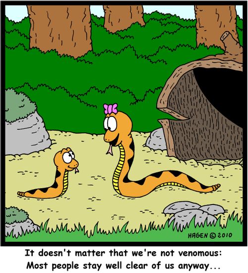 'It doesn't matter we're not venomous: Most people stay well clear of us anyway...'