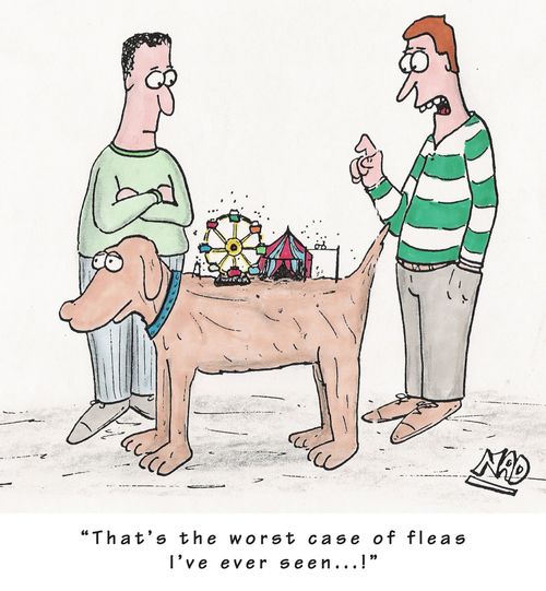 'That's the worst case of fleas I've ever seen...!'